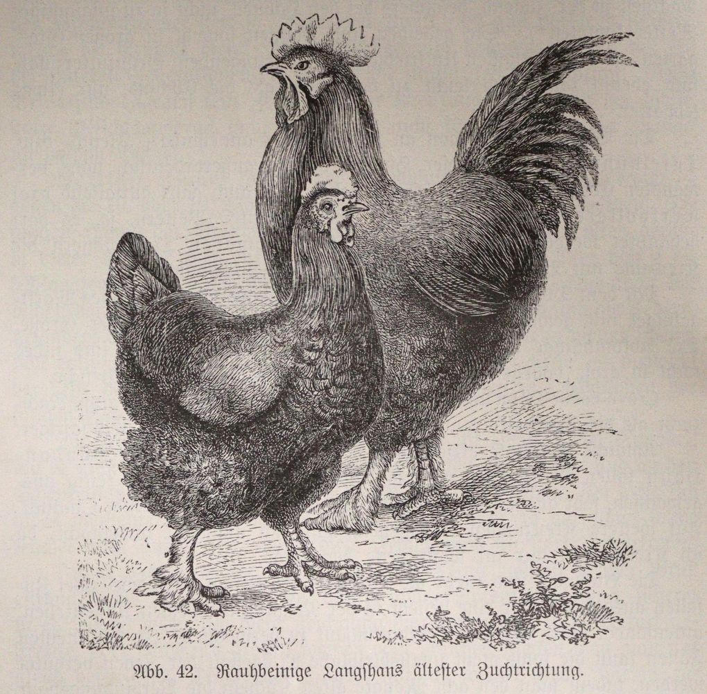 Große Abbildung Nr.3: 142-1004 Zander,K.: (Land- und Forstwirtschaft, Tierhaltung, Geflügel)