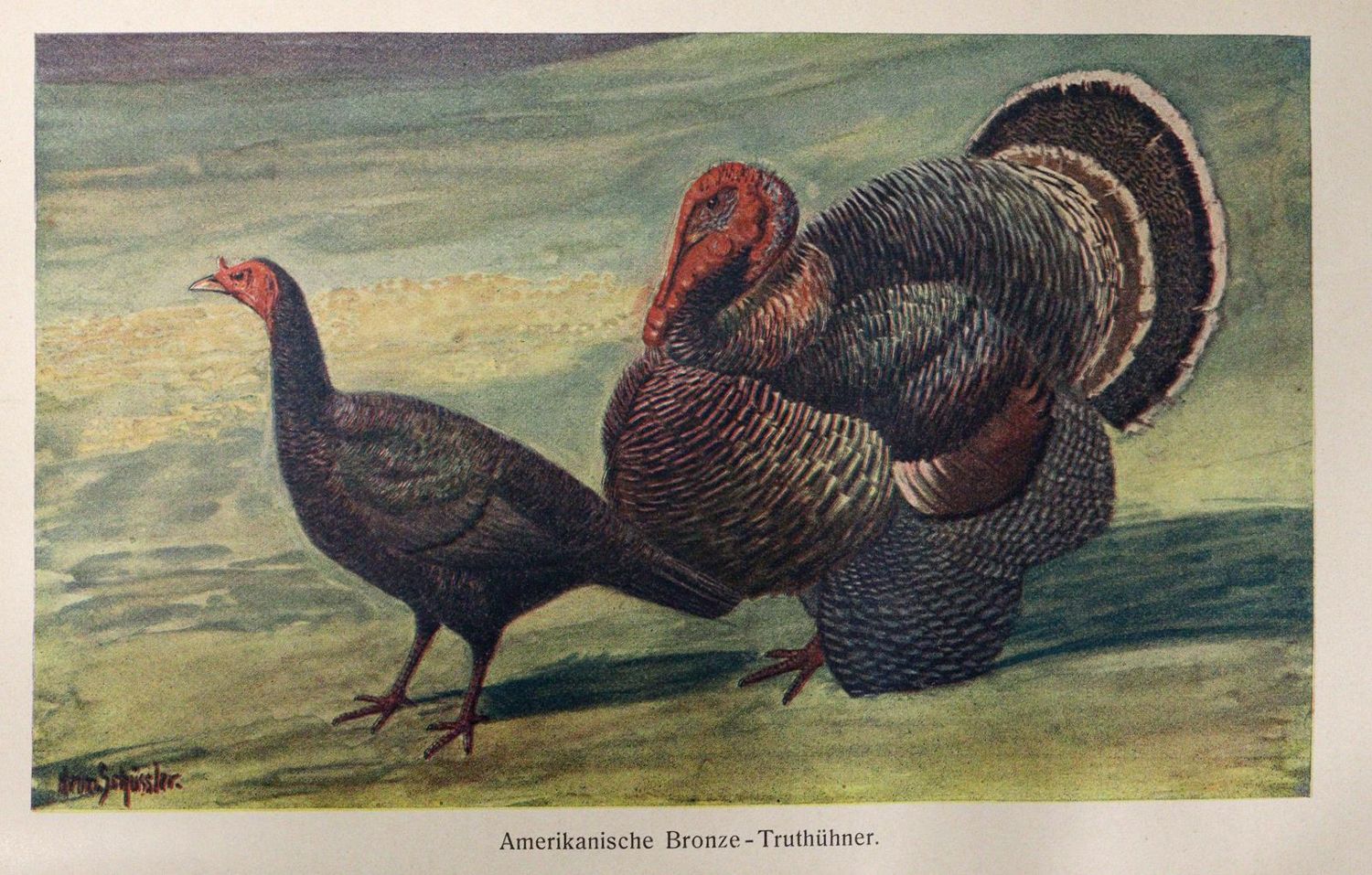 Große Abbildung Nr.4: 142-1004 Zander,K.: (Land- und Forstwirtschaft, Tierhaltung, Geflügel)