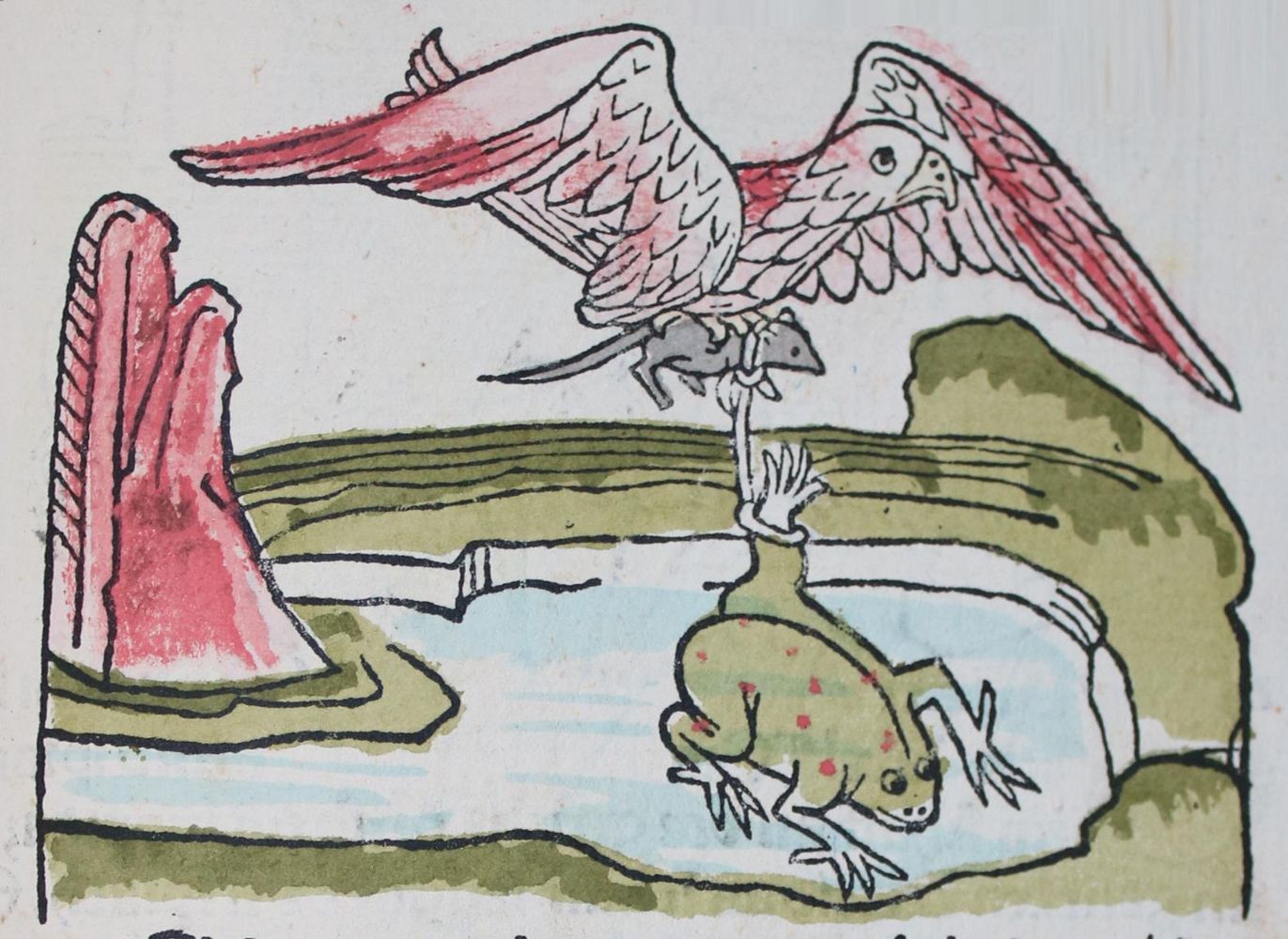 Große Abbildung Nr.2: 142-1128 Aesop.: (Faksimile)