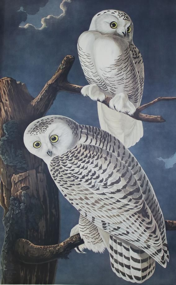 Große Abbildung Nr.1: 142-1133 Audubon,J.J.: (Faksimile)