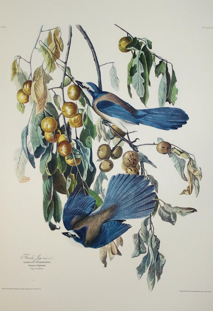 Große Abbildung Nr.2: 142-1133 Audubon,J.J.: (Faksimile)