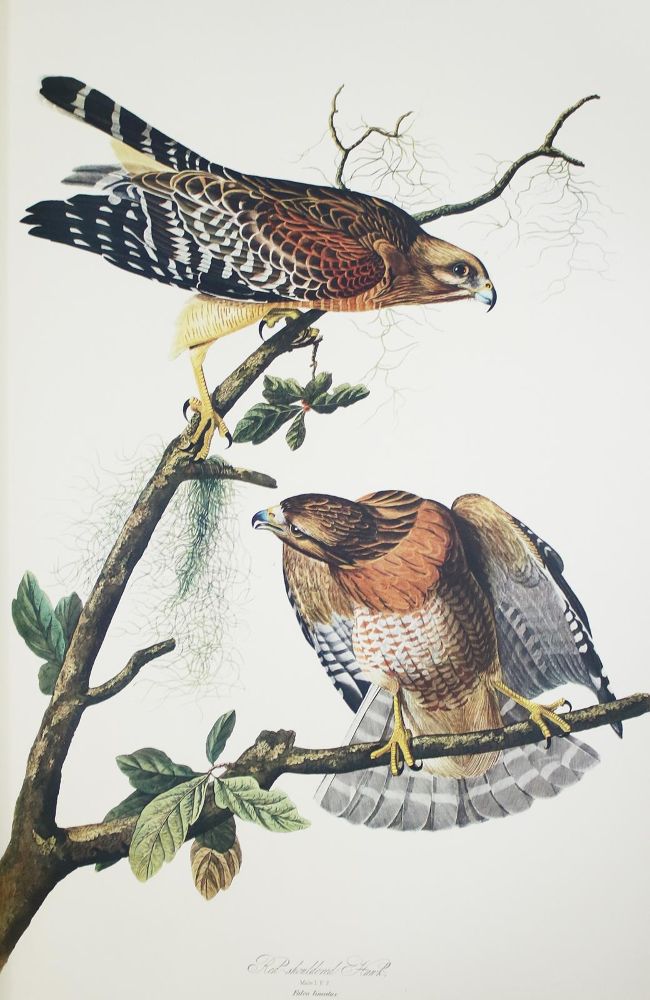 Große Abbildung Nr.4: 142-1133 Audubon,J.J.: (Faksimile)