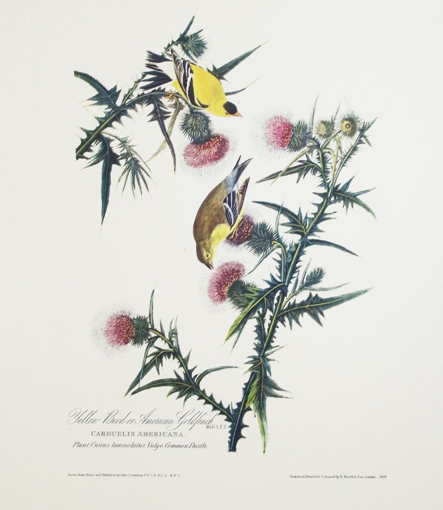 Große Abbildung Nr.5: 142-1133 Audubon,J.J.: (Faksimile)