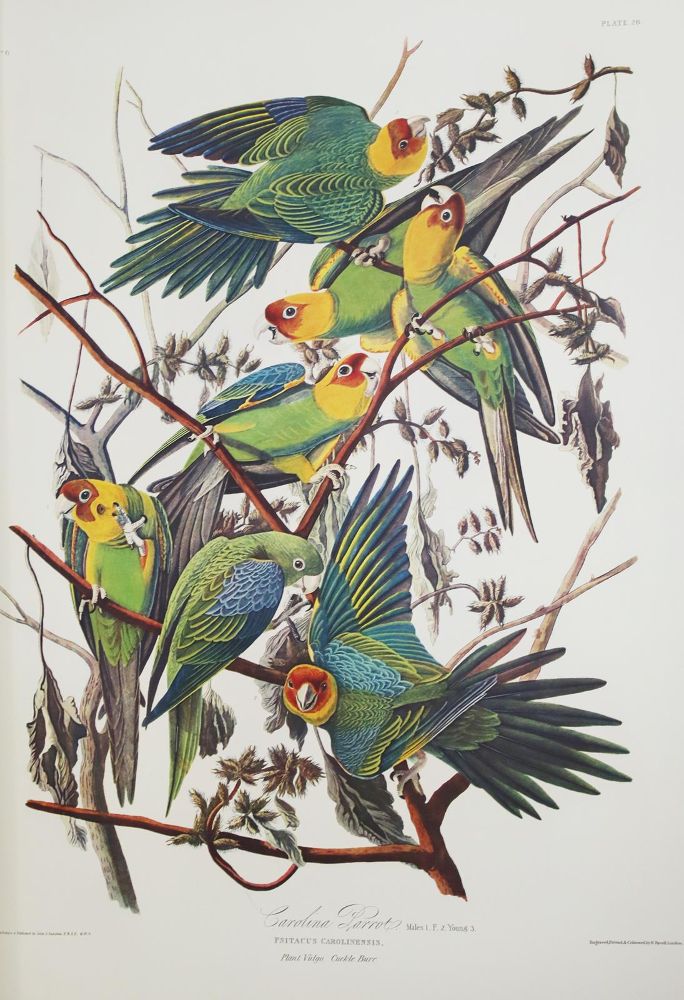 Große Abbildung Nr.6: 142-1133 Audubon,J.J.: (Faksimile)