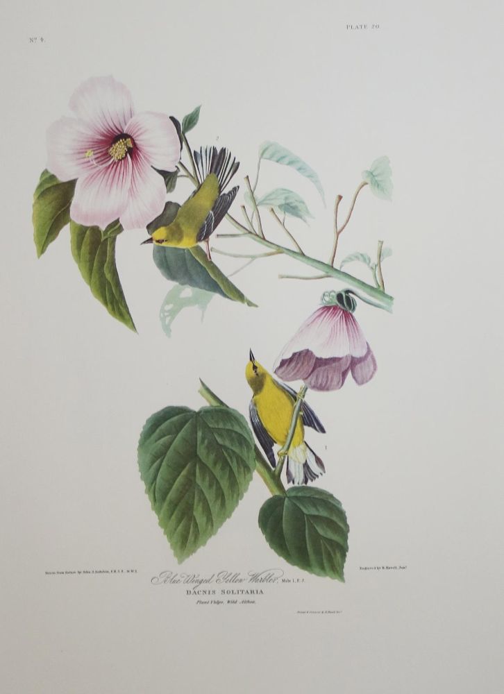 Große Abbildung Nr.7: 142-1133 Audubon,J.J.: (Faksimile)