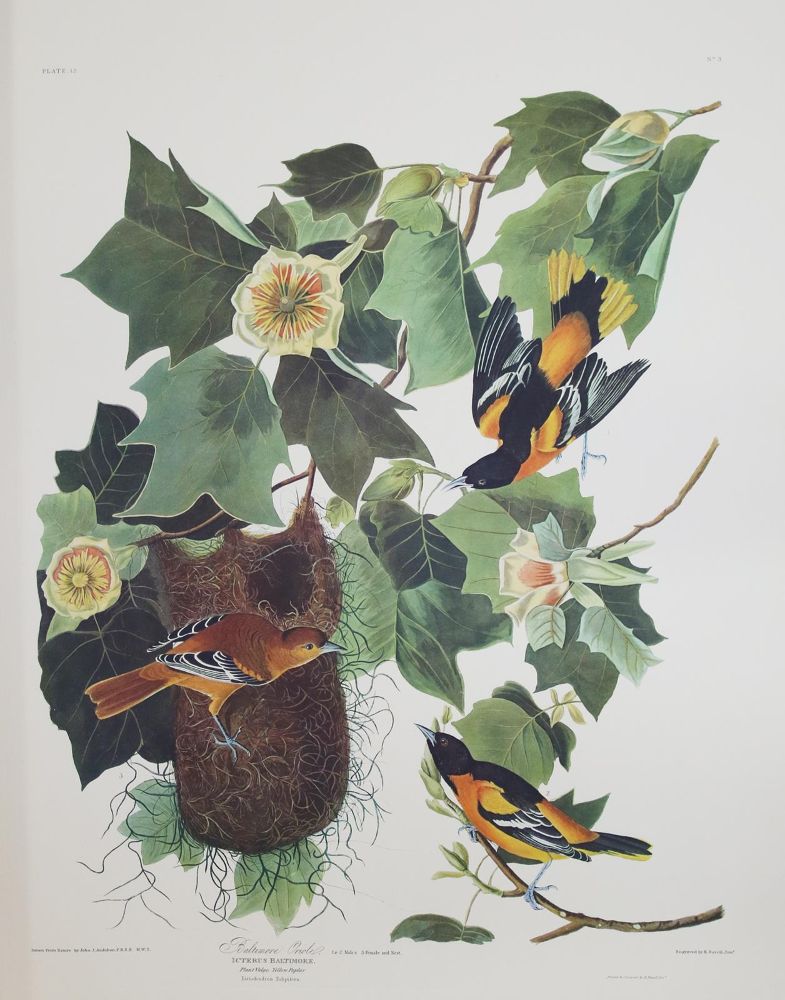 Große Abbildung Nr.8: 142-1133 Audubon,J.J.: (Faksimile)