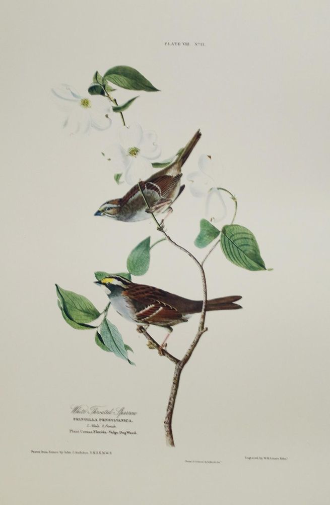 Große Abbildung Nr.9: 142-1133 Audubon,J.J.: (Faksimile)