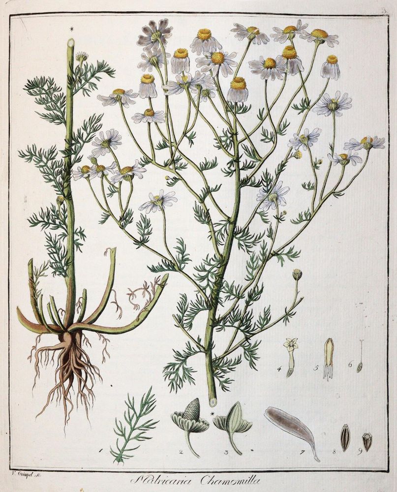 Große Abbildung Nr.3: 142-1870 Hayne,F.G.: (Botanik)