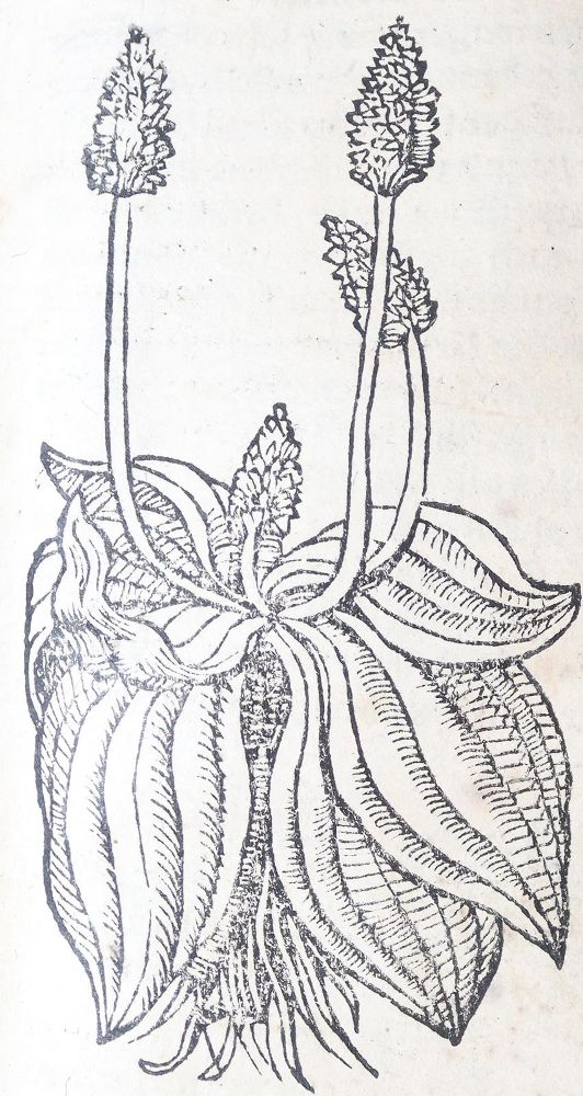 Große Abbildung Nr.1: 142-1871 Ryff,W.H. (Pseud. Q.Apollinaris).: (Botanik, Kräuterbücher)