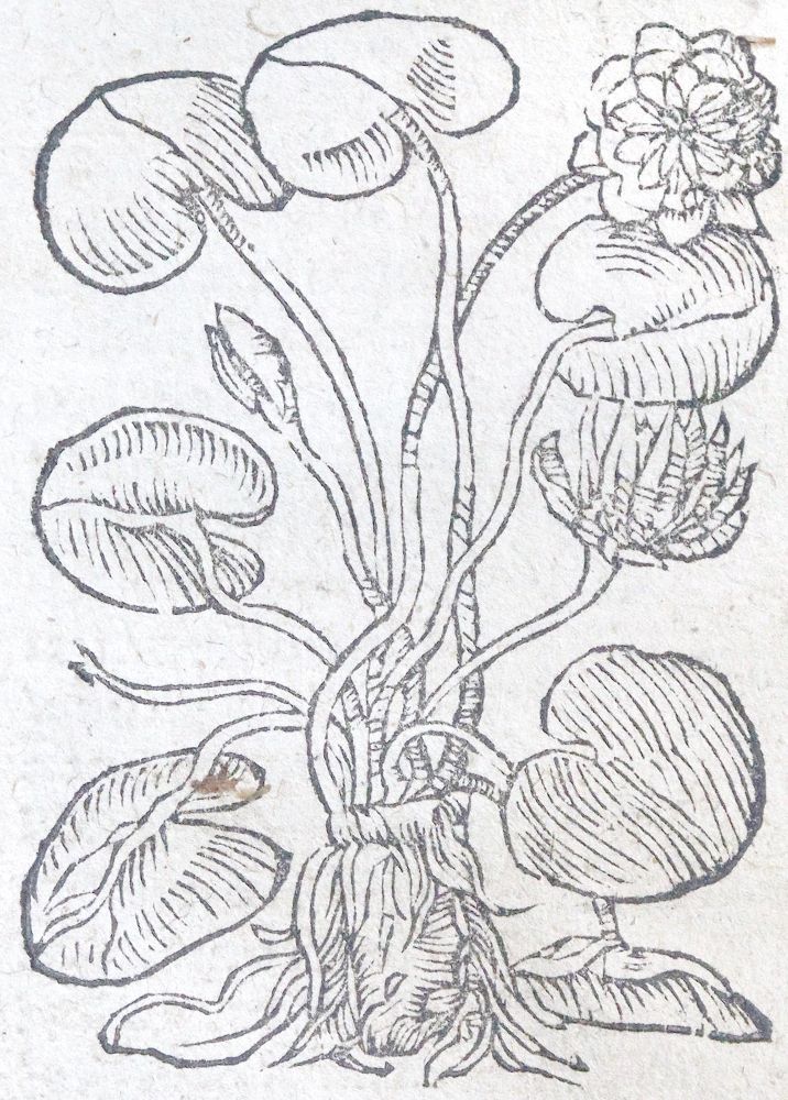 Große Abbildung Nr.2: 142-1871 Ryff,W.H. (Pseud. Q.Apollinaris).: (Botanik, Kräuterbücher)