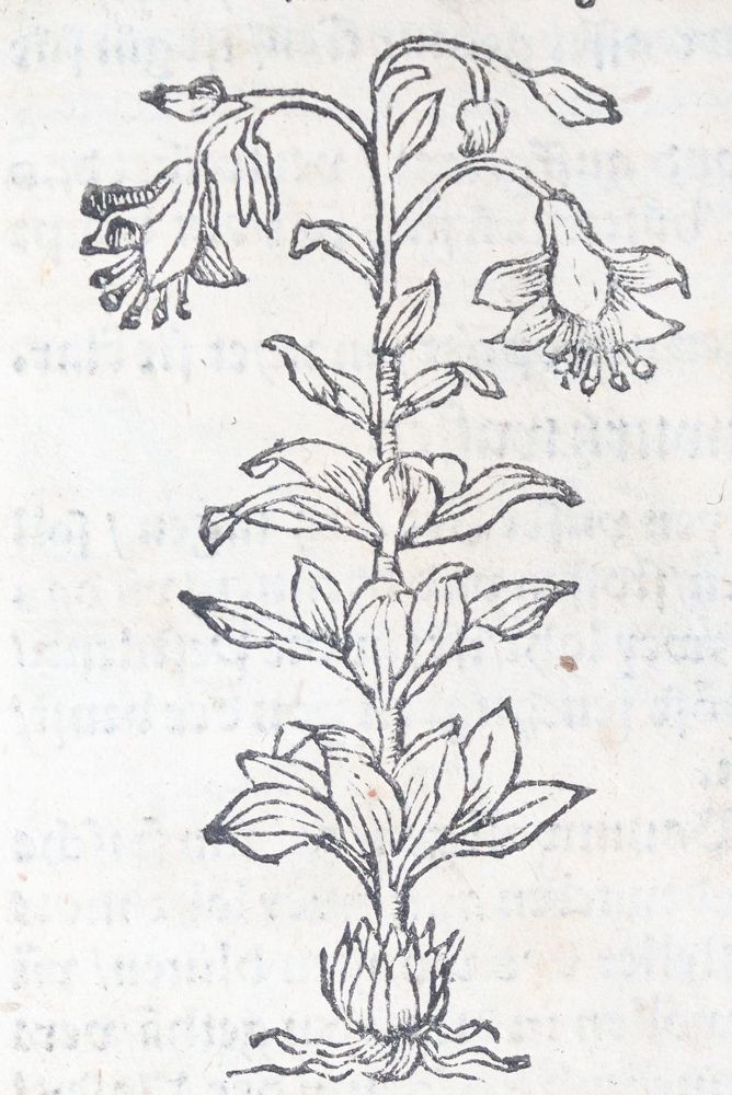 Große Abbildung Nr.22: 142-1871 Ryff,W.H. (Pseud. Q.Apollinaris).: (Botanik, Kräuterbücher)