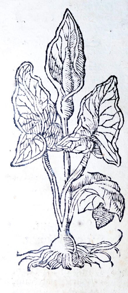 Große Abbildung Nr.23: 142-1871 Ryff,W.H. (Pseud. Q.Apollinaris).: (Botanik, Kräuterbücher)