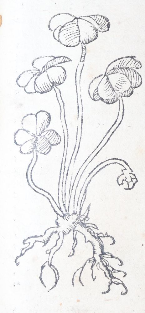 Große Abbildung Nr.24: 142-1871 Ryff,W.H. (Pseud. Q.Apollinaris).: (Botanik, Kräuterbücher)