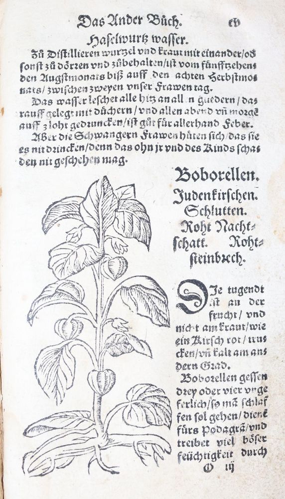 Große Abbildung Nr.26: 142-1871 Ryff,W.H. (Pseud. Q.Apollinaris).: (Botanik, Kräuterbücher)
