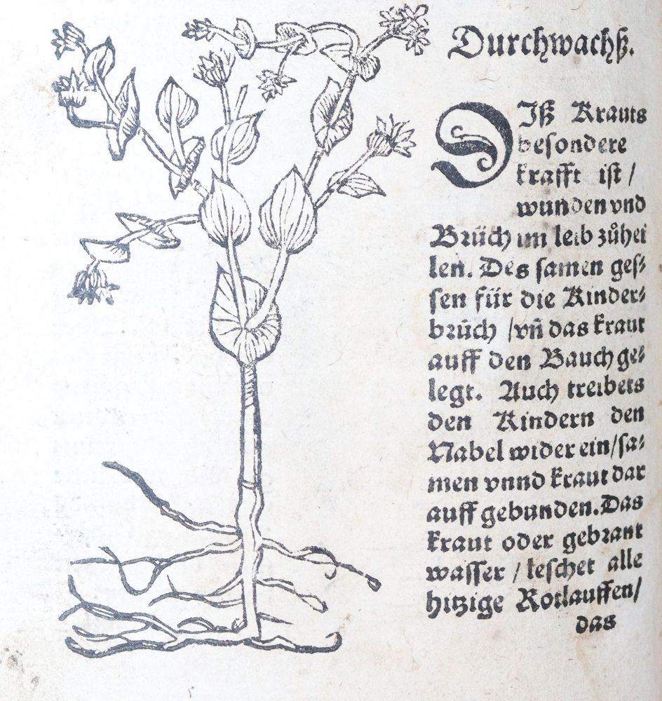 Große Abbildung Nr.28: 142-1871 Ryff,W.H. (Pseud. Q.Apollinaris).: (Botanik, Kräuterbücher)