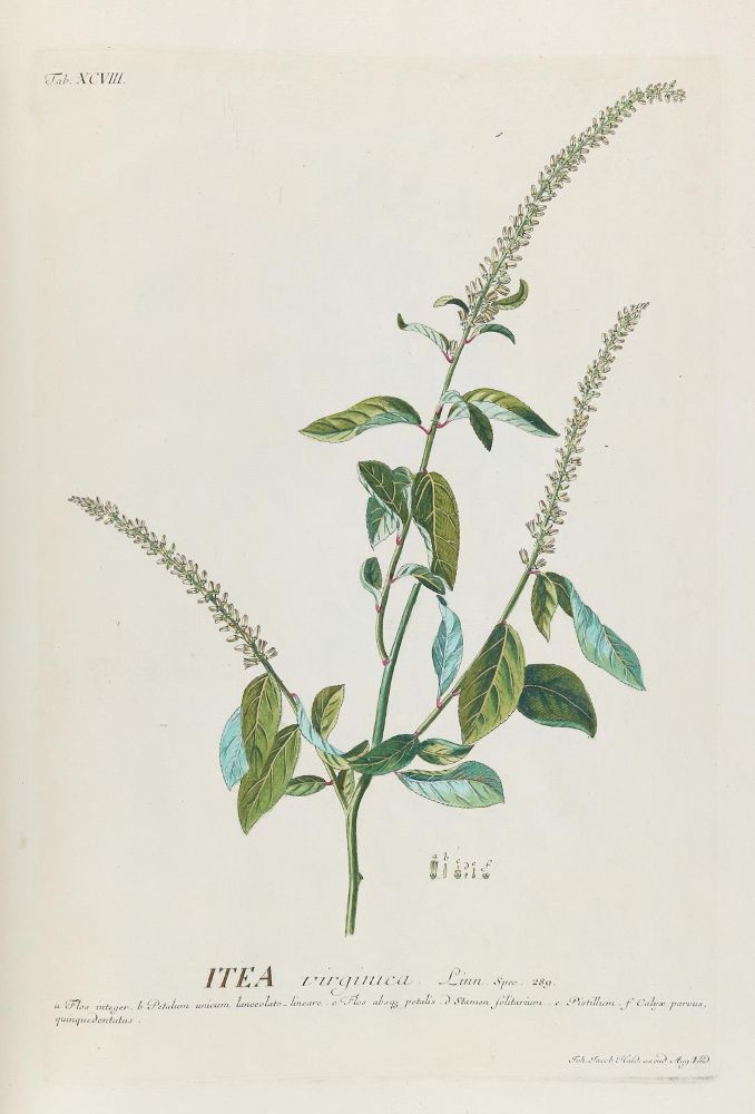 Große Abbildung Nr.10: 142-1874 Trew,Ch.J. (Botanik)