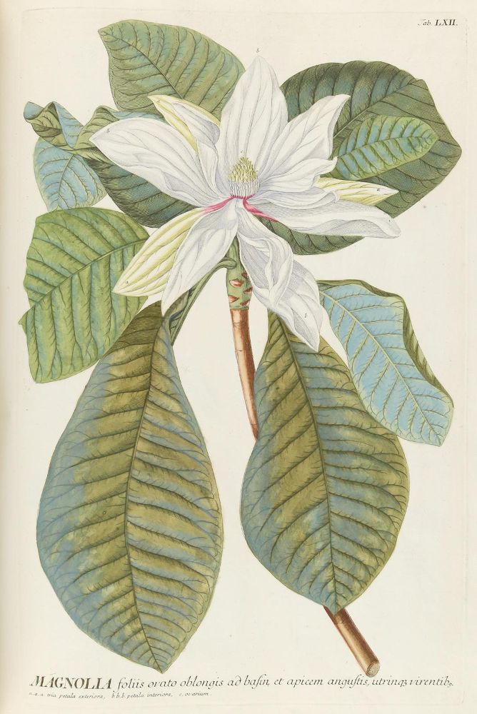 Große Abbildung Nr.7: 142-1874 Trew,Ch.J. (Botanik)