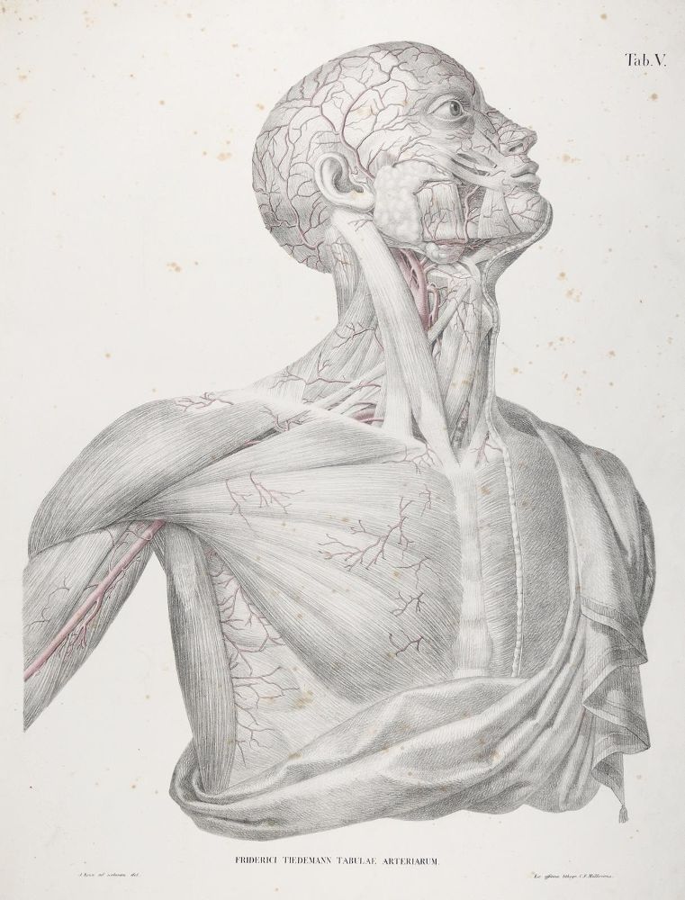 Große Abbildung Nr.1: 142-1880 Tiedemann,F.: (Medizin, Anatomie)