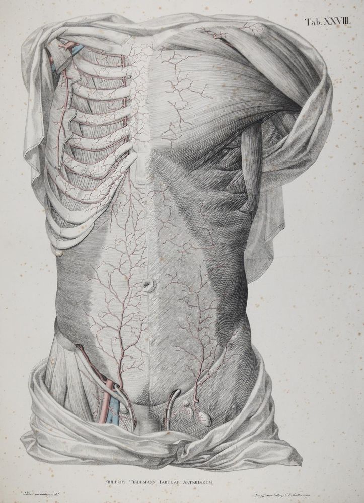Große Abbildung Nr.21: 142-1880 Tiedemann,F.: (Medizin, Anatomie)