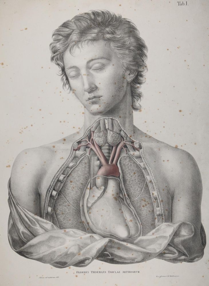 Große Abbildung Nr.24: 142-1880 Tiedemann,F.: (Medizin, Anatomie)