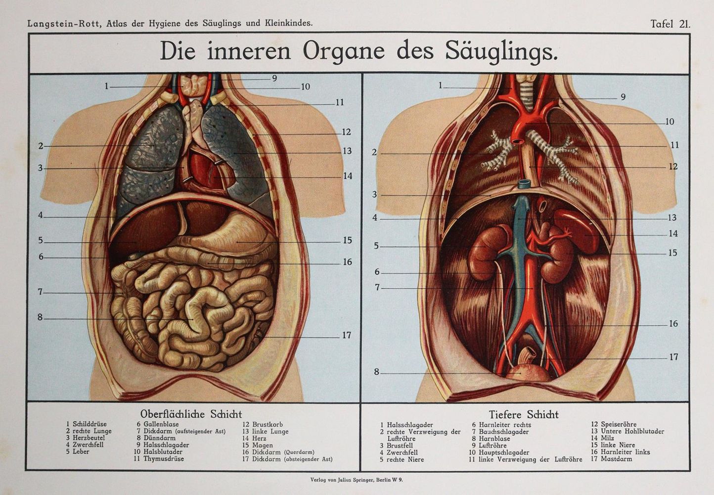 Große Abbildung Nr.3: 142-1916 Langstein,L. u. F.Rott.: (Medizin)