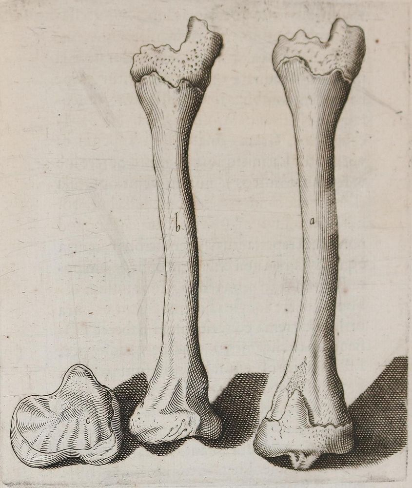 Große Abbildung Nr.210: 142-1926 Pauw,P.: (Medizin)