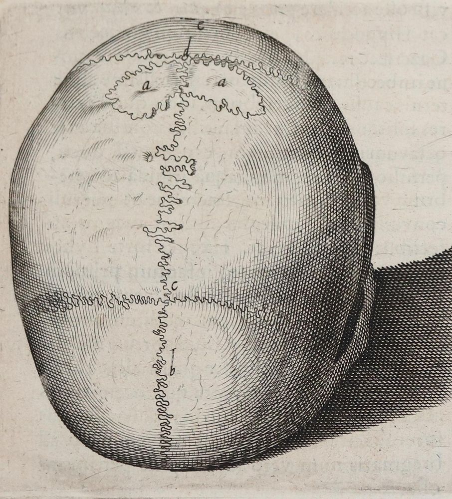 Große Abbildung Nr.218: 142-1926 Pauw,P.: (Medizin)