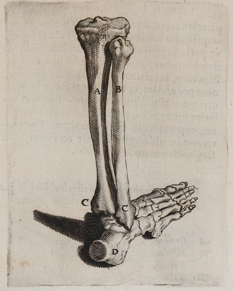 Große Abbildung Nr.227: 142-1926 Pauw,P.: (Medizin)