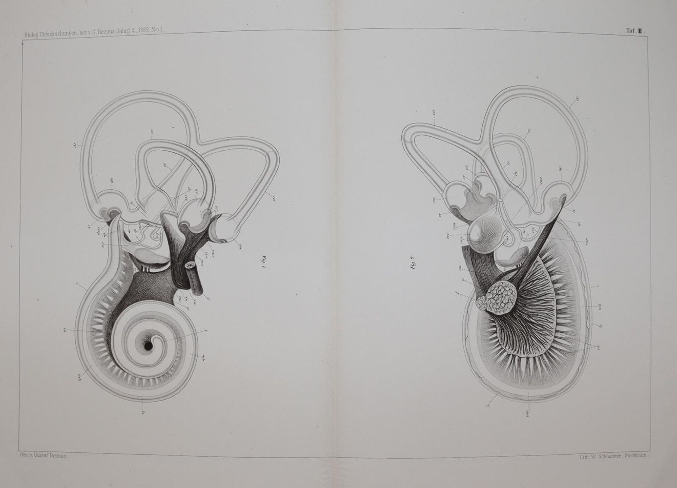 Große Abbildung Nr.8: 142-1939 Retzius,G.: (Medizin)