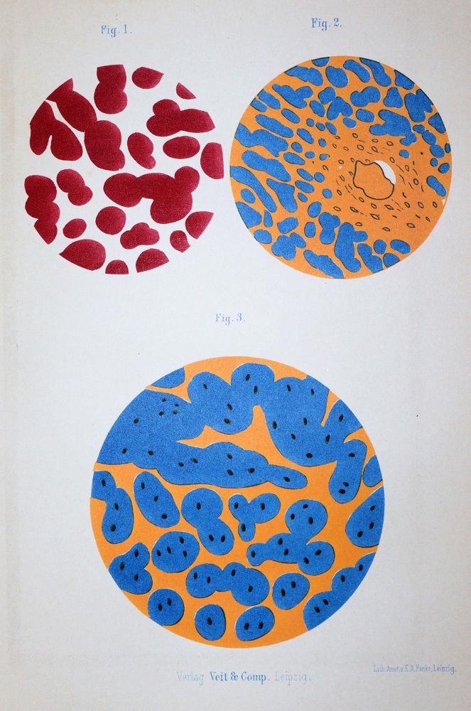 Große Abbildung Nr.2: 142-1944 Sammlung: (Medizin)
