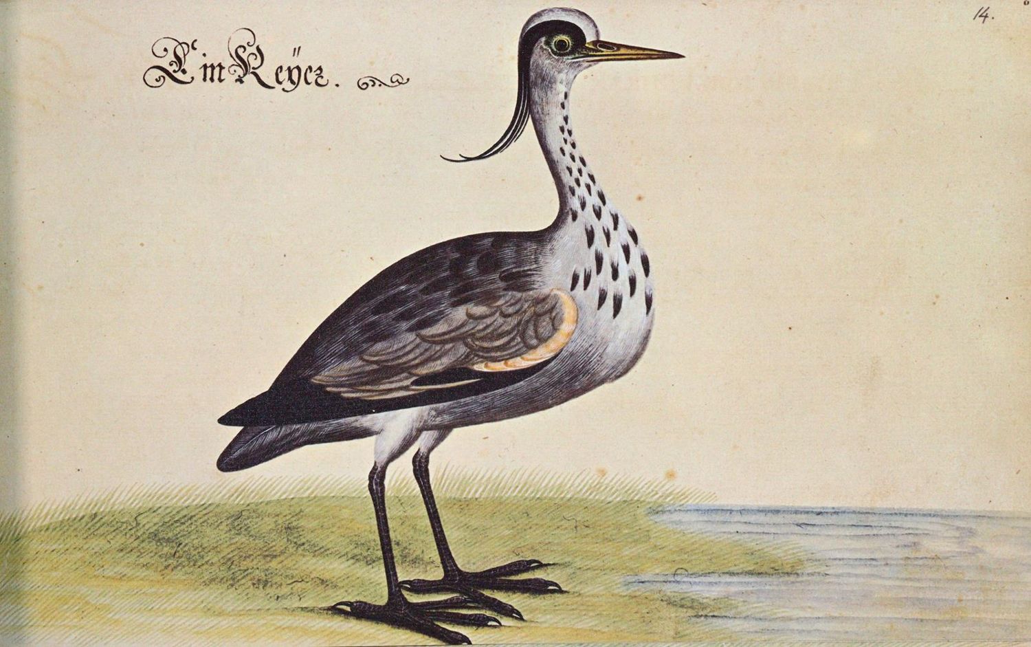 Große Abbildung Nr.2: 142-1962 Baldner,L.: (Zoologie)