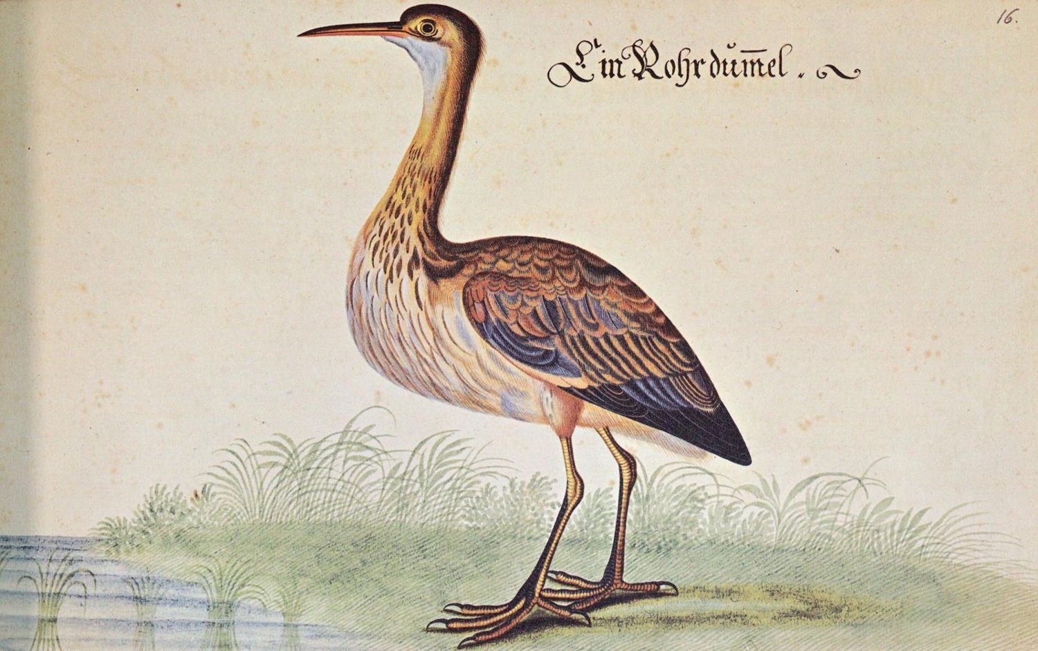 Große Abbildung Nr.3: 142-1962 Baldner,L.: (Zoologie)