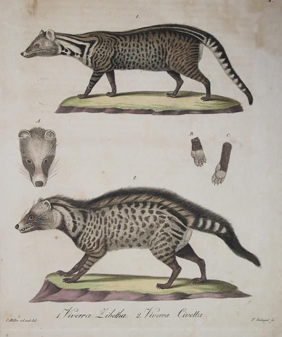 Große Abbildung Nr.1: 142-1963 Brandt,J.F. u. J.T.C.Ratzeburg.: (Zoologie)