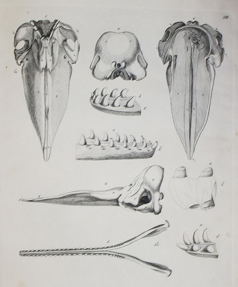 Große Abbildung Nr.2: 142-1963 Brandt,J.F. u. J.T.C.Ratzeburg.: (Zoologie)