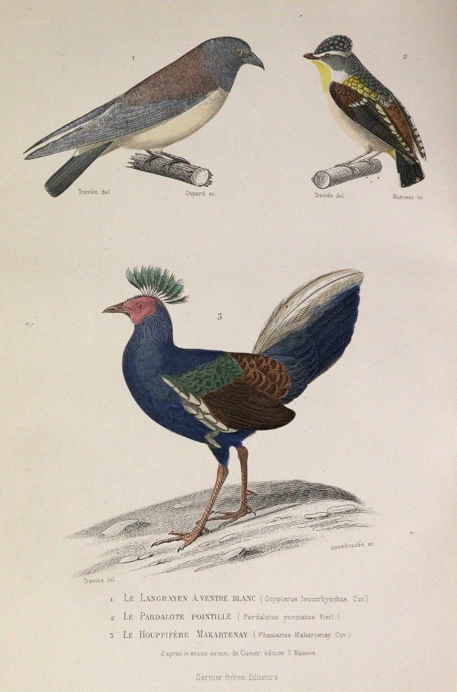 Große Abbildung Nr.4: 142-1966 Buffon,(G.L.L.de).: (Zoologie)