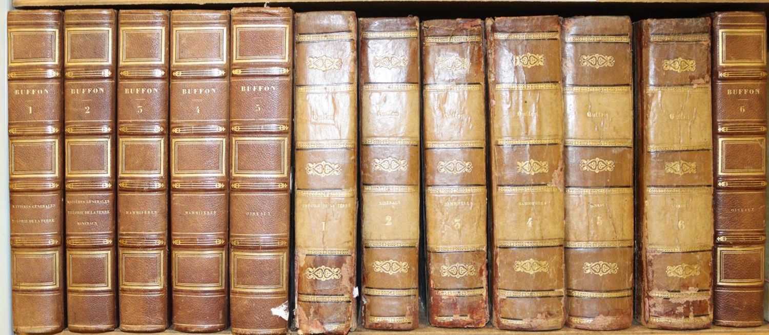 Große Abbildung Nr.2: 142-1967 Buffon,(G.L.L.de).: (Zoologie)