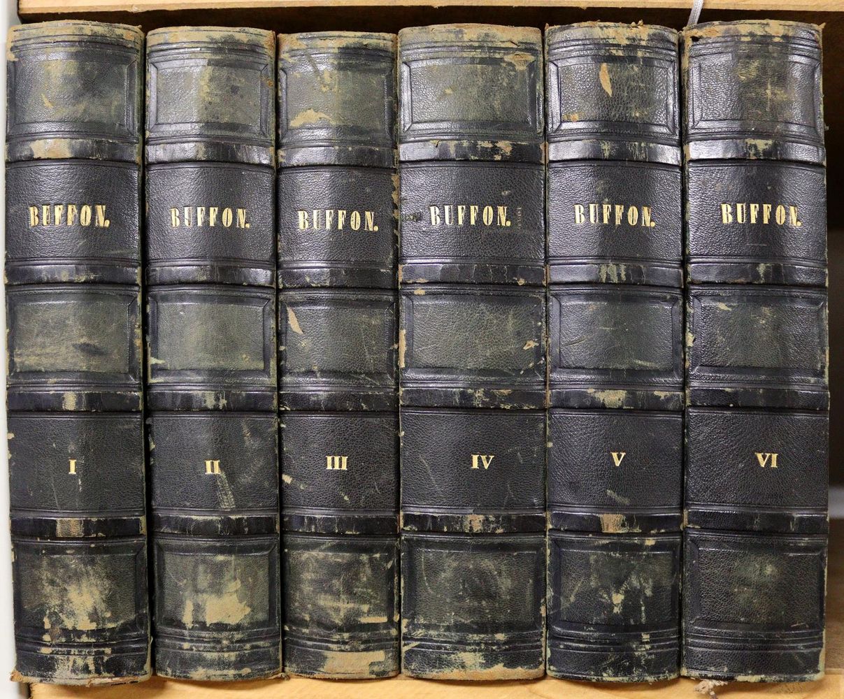 Große Abbildung Nr.5: 142-1969 Buffon,(G.L.L.de).: (Zoologie)