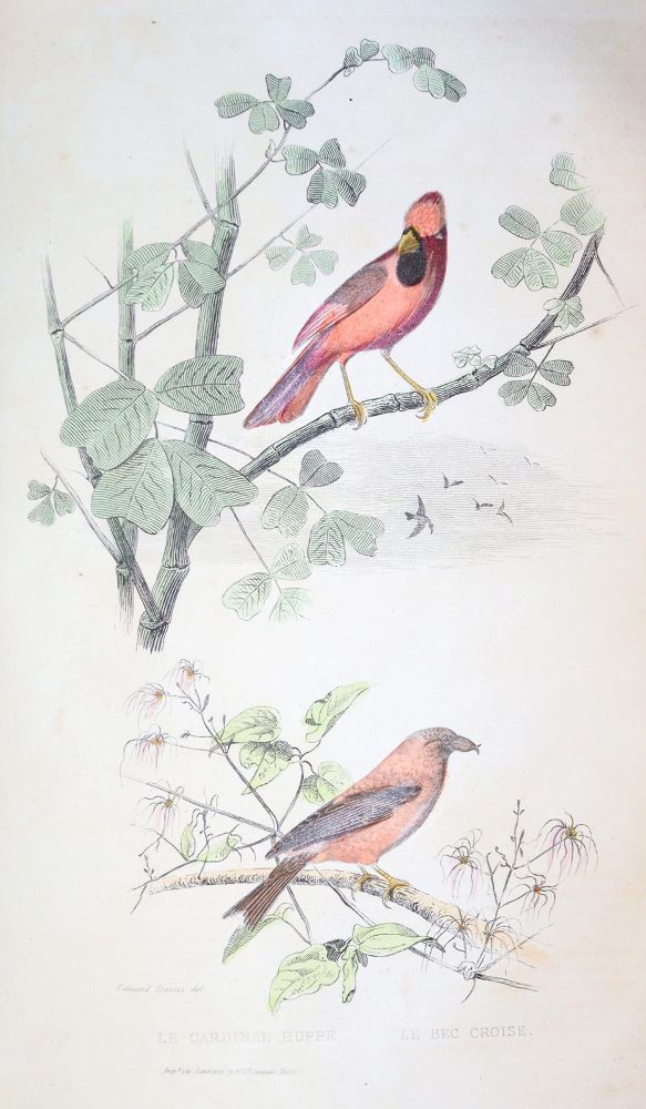 Große Abbildung Nr.1: 142-1970 Buffon,(G.L.L.de).: (Zoologie)