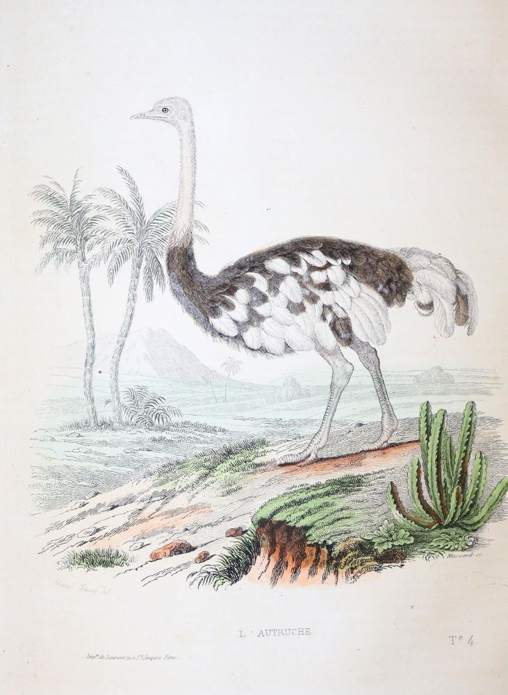 Große Abbildung Nr.6: 142-1970 Buffon,(G.L.L.de).: (Zoologie)