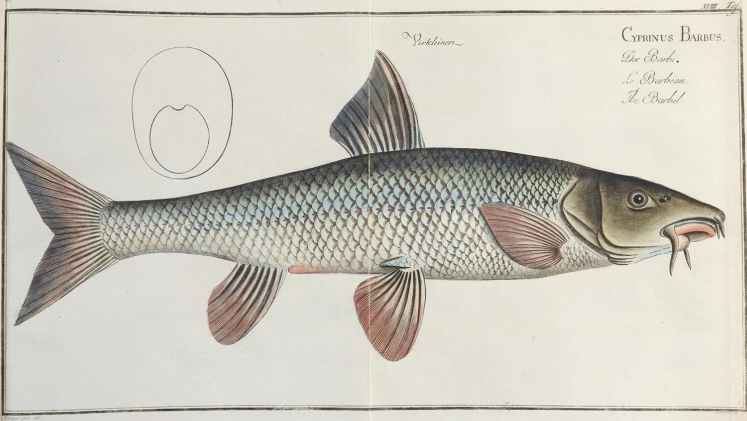 Große Abbildung Nr.5: 142-1973 Bloch,M.E.: (Zoologie, Fische)