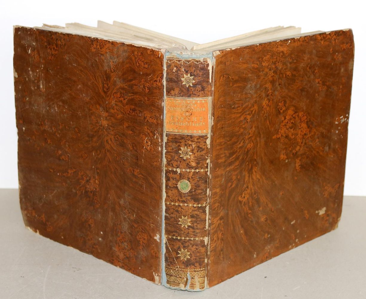 Große Abbildung Nr.8: 142-1973 Bloch,M.E.: (Zoologie, Fische)