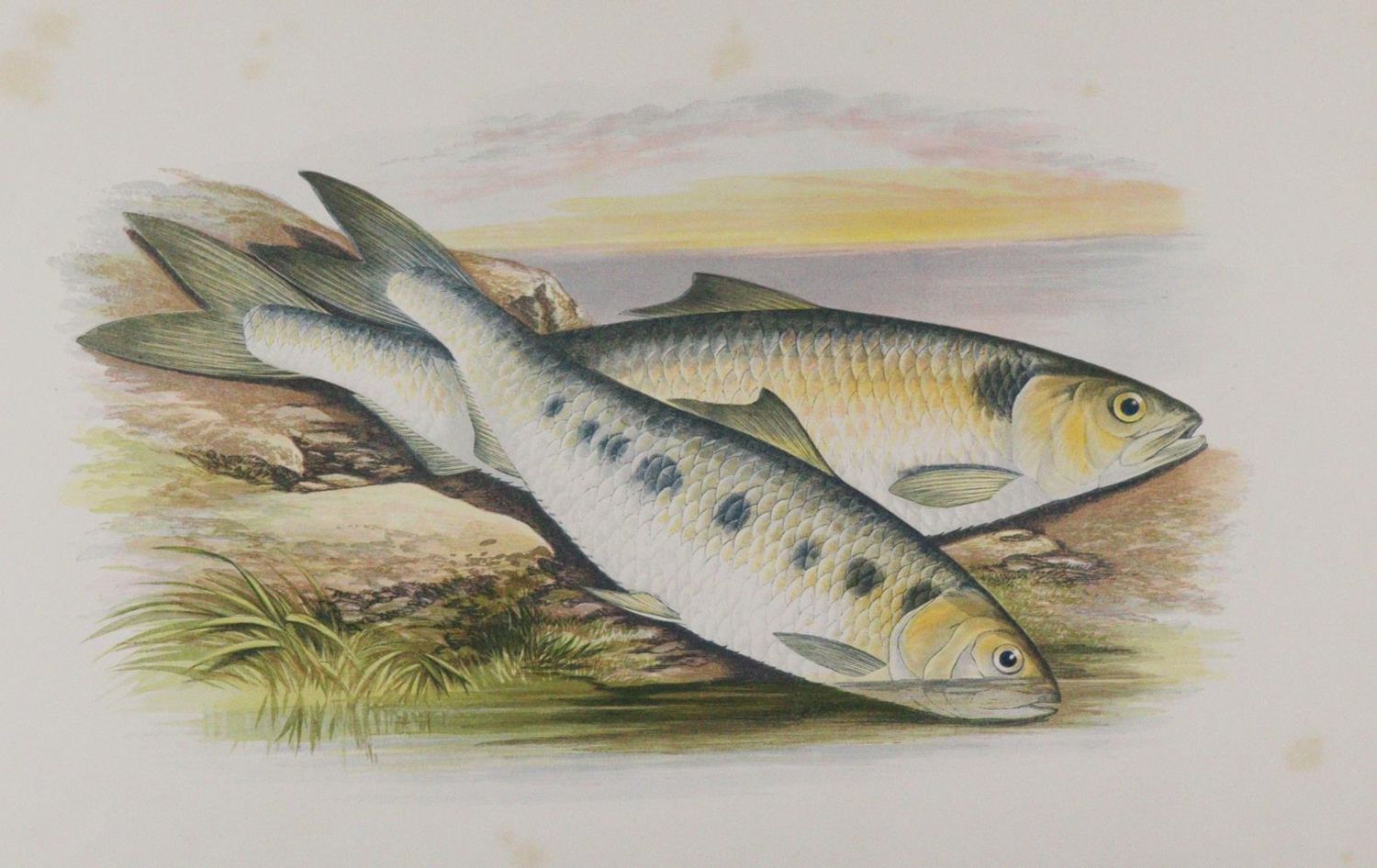 Große Abbildung Nr.2: 142-1974 Houghton,W.: (Zoologie, Fische)