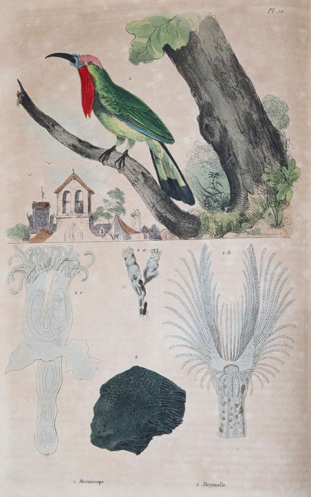 Große Abbildung Nr.2: 142-1975 Guerin,F.L.: (Zoologie)