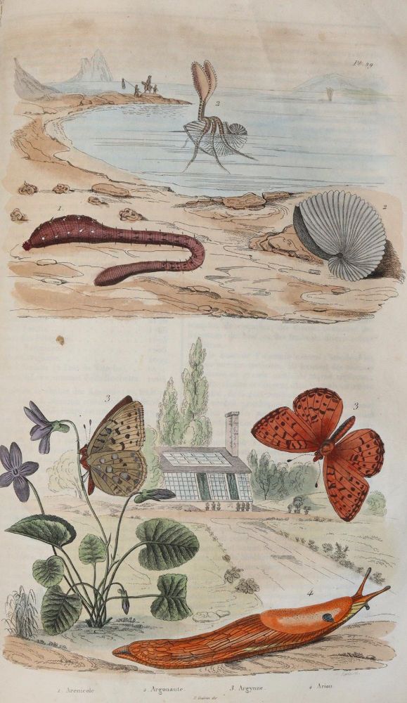 Große Abbildung Nr.3: 142-1975 Guerin,F.L.: (Zoologie)