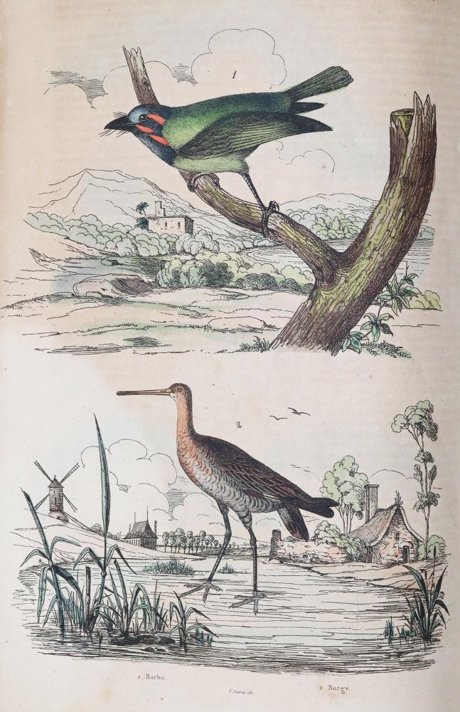 Große Abbildung Nr.4: 142-1975 Guerin,F.L.: (Zoologie)