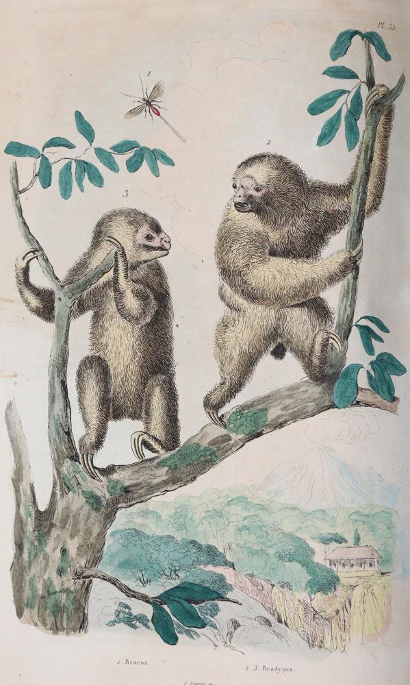 Große Abbildung Nr.5: 142-1975 Guerin,F.L.: (Zoologie)