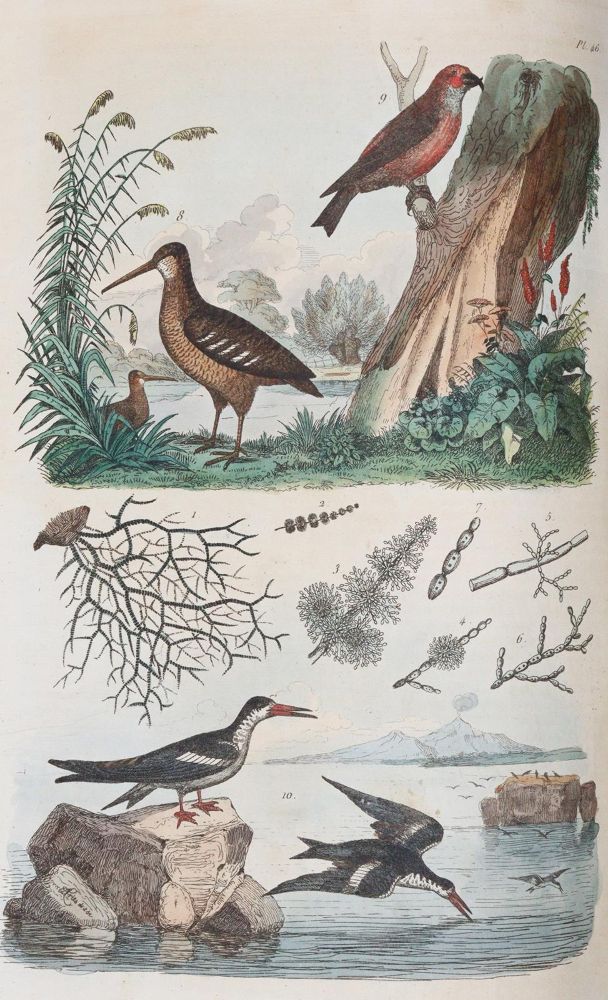Große Abbildung Nr.6: 142-1975 Guerin,F.L.: (Zoologie)