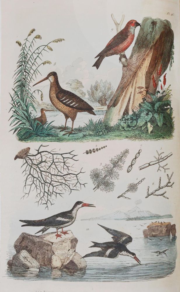 Große Abbildung Nr.7: 142-1975 Guerin,F.L.: (Zoologie)