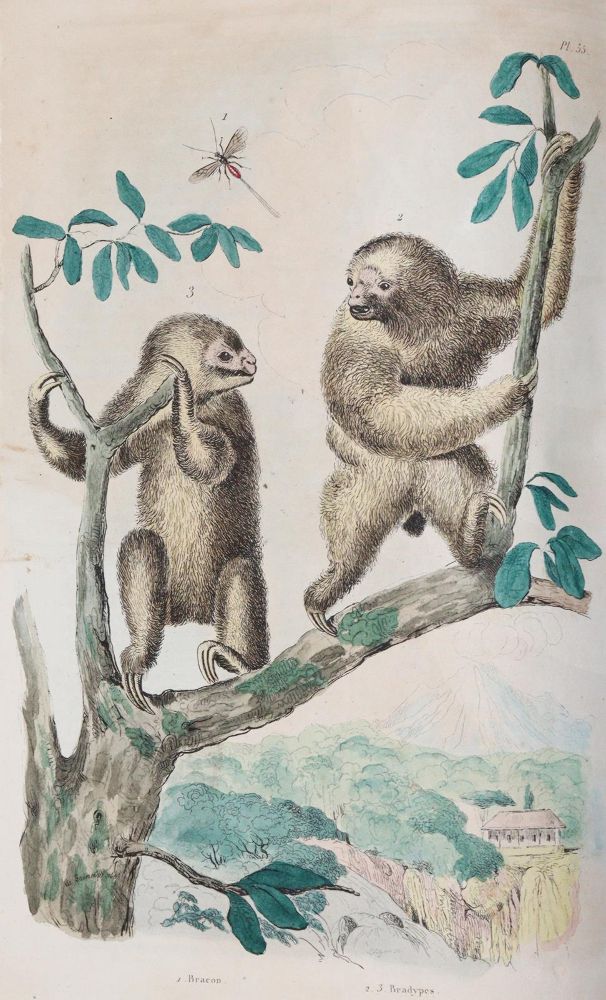 Große Abbildung Nr.8: 142-1975 Guerin,F.L.: (Zoologie)
