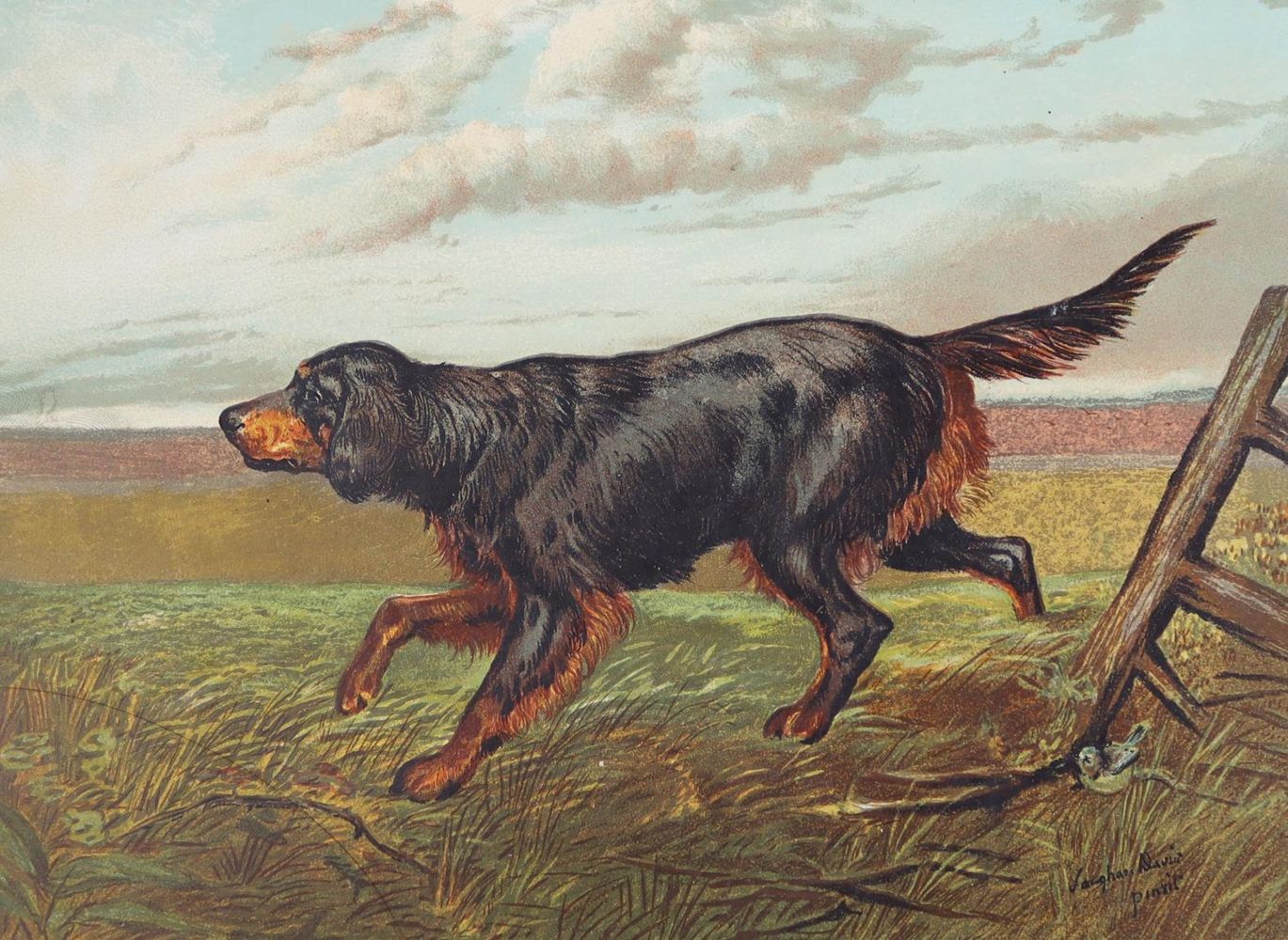 Große Abbildung Nr.2: 142-1976 Shaw, Vero.: (Zoologie, Hunde)